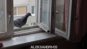 Как наглый голубь отжал у меня гречку. Супер прикол!!!