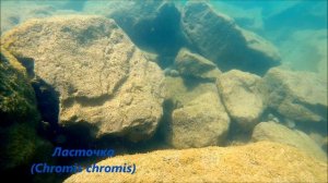 Чёрное море история и интересные факты Обитатели Черноморской банки