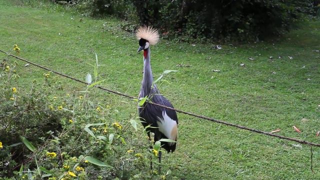 Zoo de servion - диковинная птица смотреть онлайн