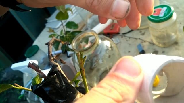 Прививаем персик как виноград в июне, зеленым в зеленое на сливу, приживаемость, и рост отличный смотреть онлайн