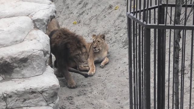 Симба флиртует к Азизе, а у неё болит голова) Simba is flirting with Aziza, and she has a headache) смотреть онлайн