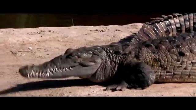 James Bond Live and Let Die Crocodile Jump смотреть онлайн