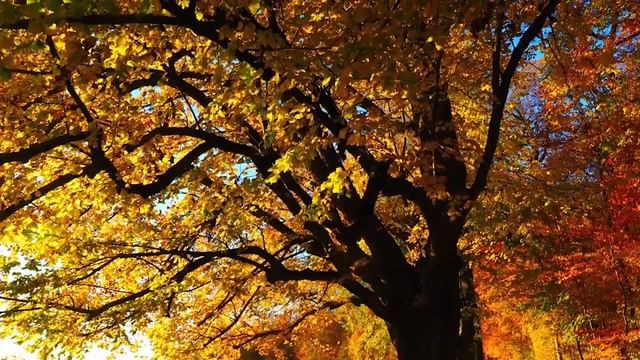 Peaceful Music, Relaxing Instrumental Music, Study Spa music Trees of Life by Ti 2ч смотреть онлайн