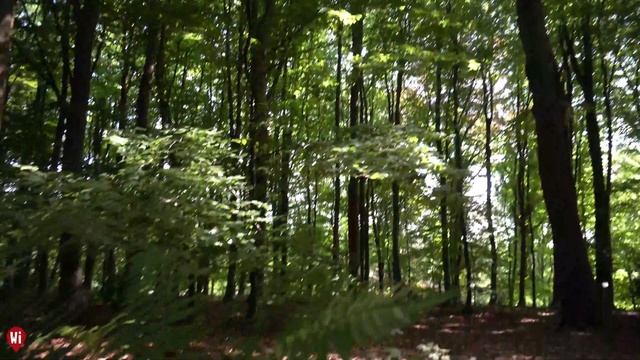 July Showreel | What's In Herefordshire смотреть онлайн