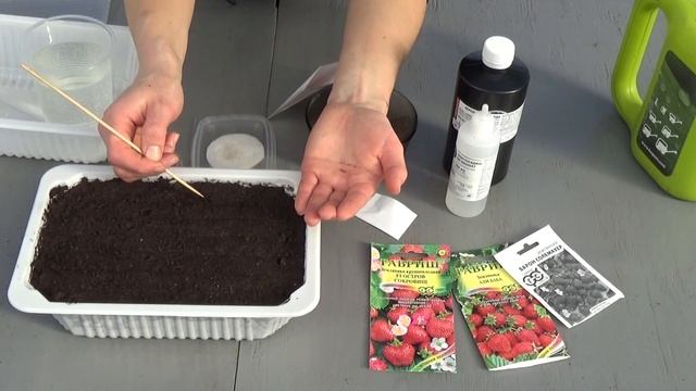 Стратификация и посев семян садовой земляники! МАСТЕР-КЛАСС ОТ ЭКСПЕРТА смотреть онлайн