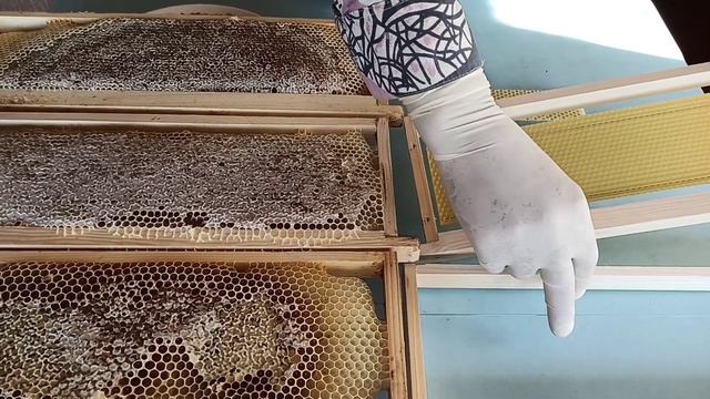 Сотовый мёд ! Сравнение 3 сортов сотового мёда ! Мёд в сотах выбрать !