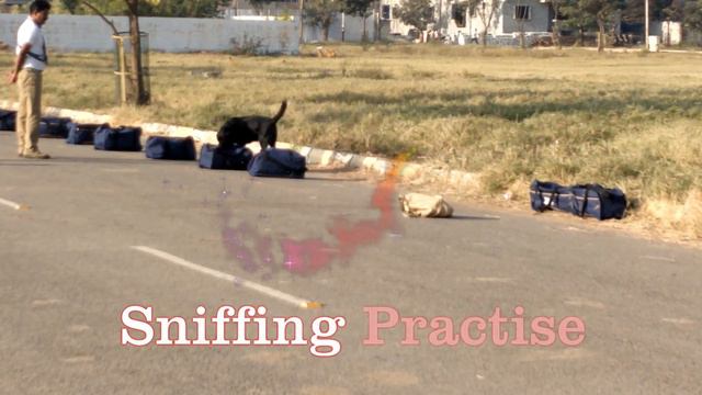 Sniffer Dogs Training Bangalore Police - Labrador Doberman German Shepherd смотреть онлайн