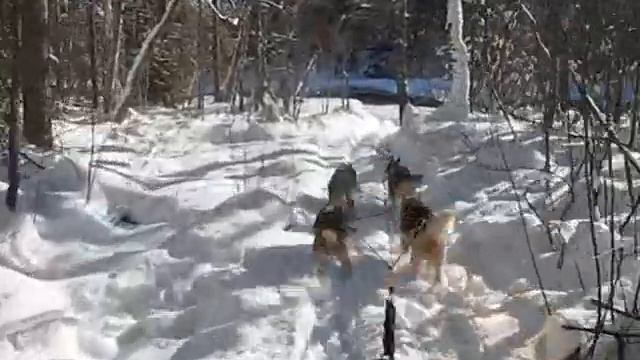 HATUNKYLÄ 6, Taiga Maja , катание на собачьих упряжках смотреть онлайн