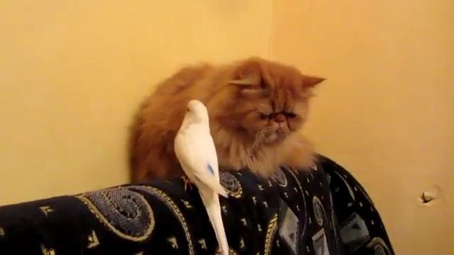 вредный попугай задалбывает кота смотреть онлайн