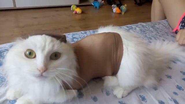 Что делать когда твоя кошка слишком пушистая 😂😂😂 смотреть онлайн