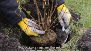 Когда пересаживать гортензию с одного места на другое