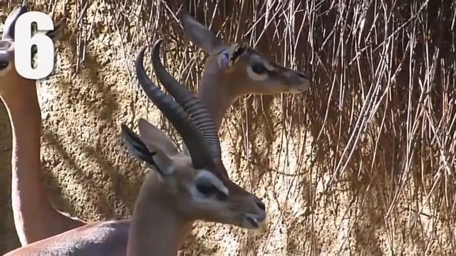 Какие животные самые экзотические смотреть онлайн