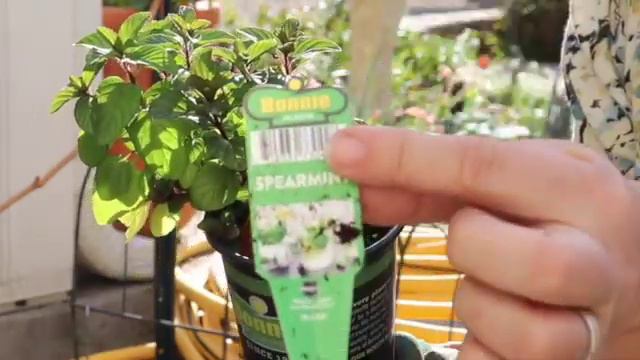 Growing Food | Cottage Garden | Lemon Lane Cottage смотреть онлайн