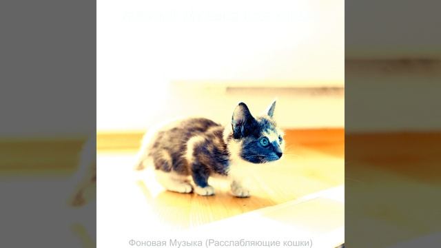 Моменты (Подчеркнутые кошки)