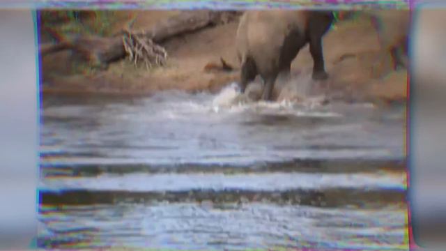 ЭТО Нужно Видеть! Битвы Диких Животных Снятые на Камеру!(0) смотреть онлайн