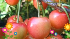 Черешня Приусадебная. Краткий обзор, описание характеристик prunus avium Priusadebnaya
