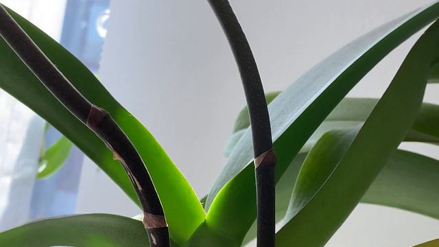 Bloom Profile No.51 | White Wedding Day Phalaenopsis