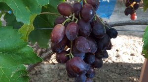 ГФ Винограда АГАТА и БЕЛАЯ ЛЕДИ. (Калугин В.М.). 15.08.2023г.