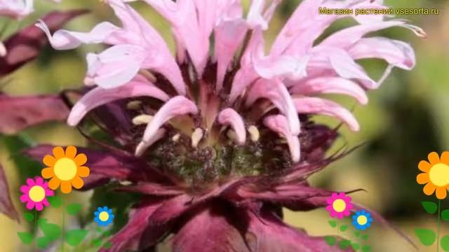 Монарда гибридная Бьюти Ов Кобэм. Краткий обзор, описание мonarda hybrida Beauty of Cobham смотреть онлайн