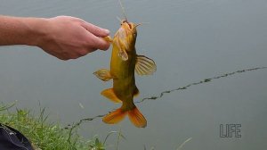 Как ловить канального сомика? Нерест и места обитания канального сома!