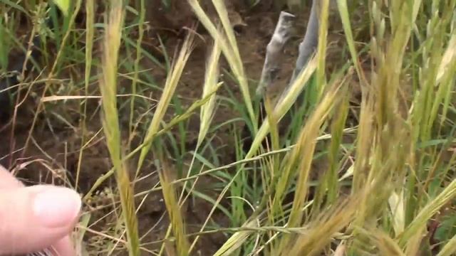 Дача Своими Руками