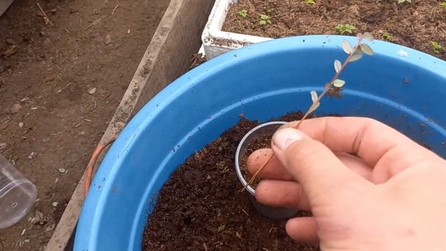 Черенкования клюквы. смотреть онлайн
