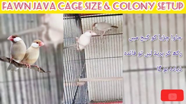 Fawn Java Cage Size & Colony Setup || فان جاوا کیج میں اچھی بریڈ کرتا ہے یہ کالونی میں مکمل معلومات смотреть онлайн