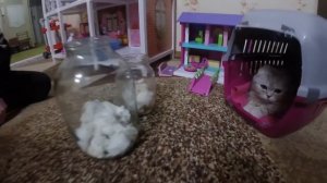 ПОДАРИЛИ ХОМЯКОВ ДЛЯ КОШКИ ХЛОИ ? КОТЫ И ДЕТИ ? ШОТЛАНДСКАЯ ВИСЛОУХАЯ КОШКА ХЛОЯ И ХОМЯК