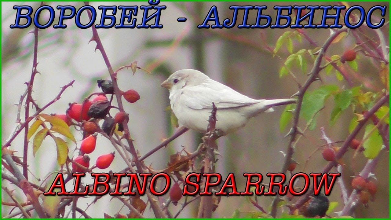 Воробей - Альбинос / Sparrow albino смотреть онлайн