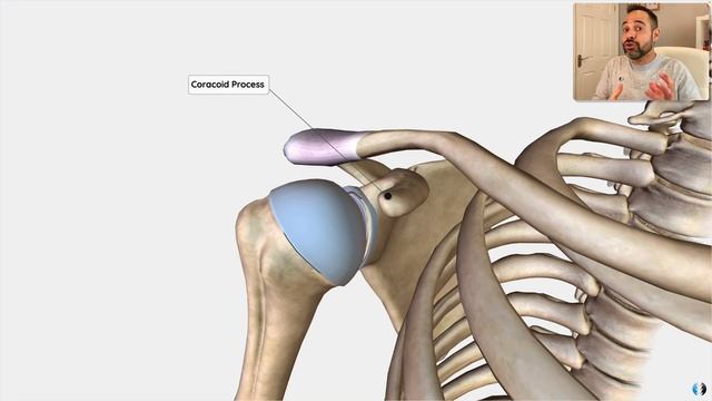 Biceps Brachii Anatomy | Expert Physio Overview смотреть онлайн