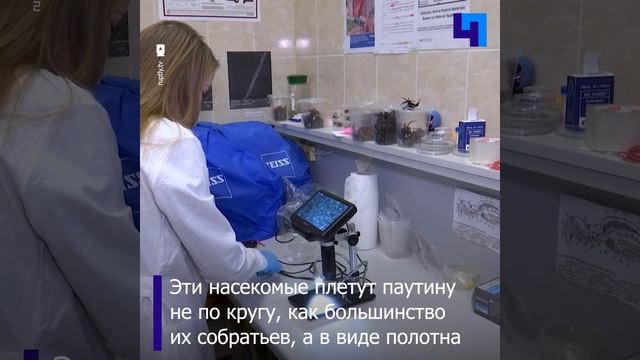 Арахнофобам тут не место: в Петербурге пауки-птицееды трудятся на благо науки и медицины смотреть онлайн