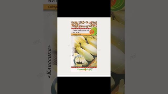 Цикорий салатный витлуф. Если вам понравилось подписываемся на канал, ставим лайки, смотрите видео смотреть онлайн