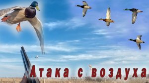 Утка летит как под гипнозом. Впервые меня атаковали с воздуха.