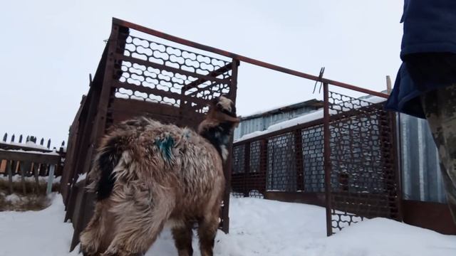 ЧП на хозяйстве! На козла напала собака! Что будет с козликом!? смотреть онлайн
