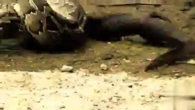 Giant python battles a 5 - Foot crocodile for 6 hours смотреть онлайн
