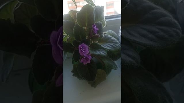Что у меня цветет дома 19.03.23 смотреть онлайн