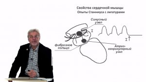 Евсеев А.В. Нормальная физиология. Лекция №13. Свойства сердечной мышцы. Автоматия. 2023