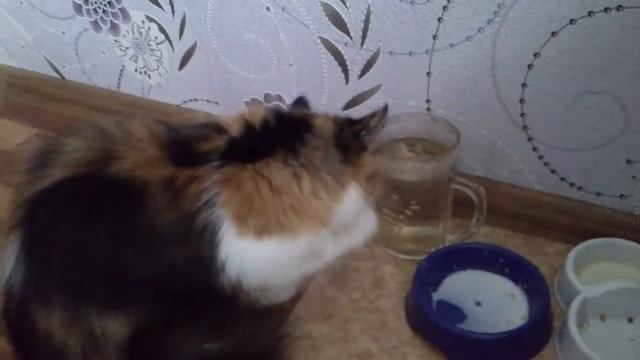 Кошка лапой пьёт молоко смотреть онлайн