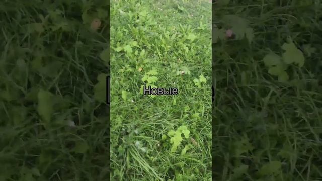 Борщевик Сосновского смотреть онлайн