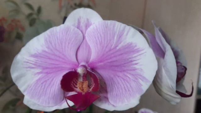 Фаленопсис KVHUA2 смотреть онлайн