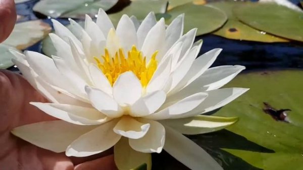 Нимфея White Sensation (nymphaea White Sensation)