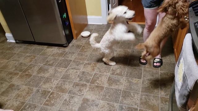 2020 Dogs get vitamins. смотреть онлайн