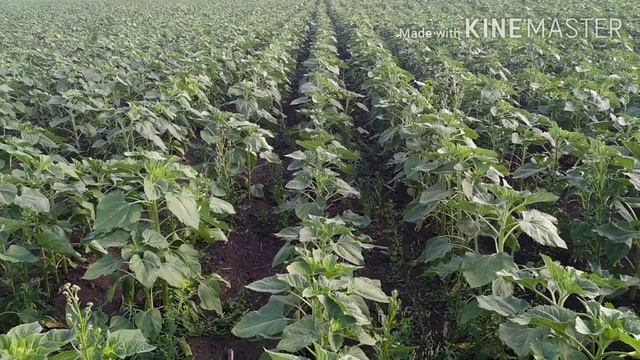 Фунгицид на подсолнечник смотреть онлайн