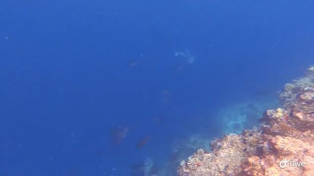 Snorkeling - Faafu Nilandhoo смотреть онлайн