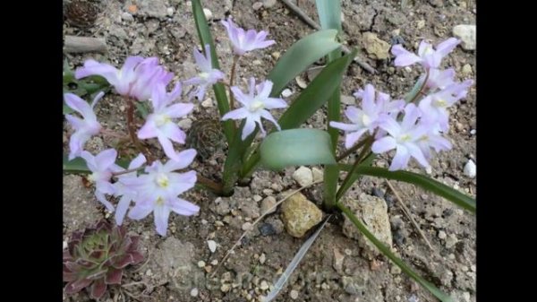 #Хионодокса #Chionodoxa #Целозия #Celosia Garden flowers212 Декоративные растения