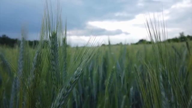 Ошо СКАЖИ ДА #Просветление#Пробуждение смотреть онлайн