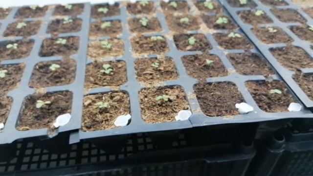 Петуния 14 дней вега