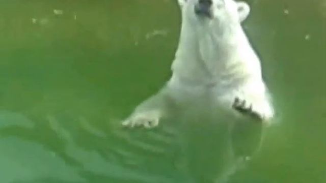Где живут белые медведи? (Настя Ткачук и Лука Прангишвили) смотреть онлайн