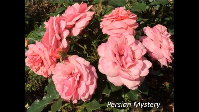 Английские розы. Лондон и окрестности. смотреть онлайн