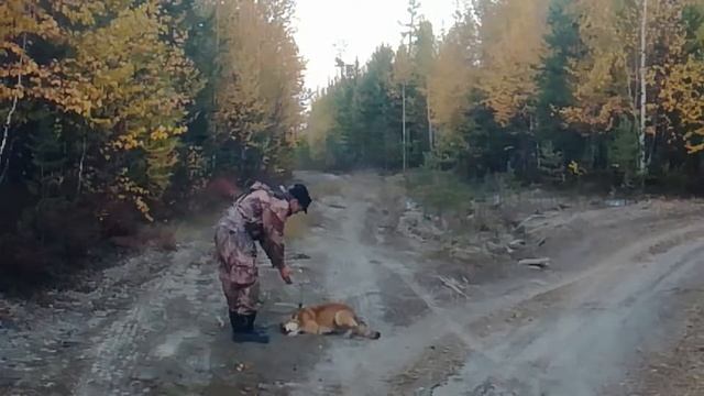 Денис Буряк. Ямало - Ненецкий АО г. Ноябрьск. Охота. Лайка - "восточная женщина" смотреть онлайн
